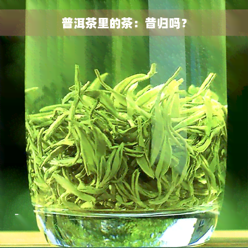 普洱茶里的茶：昔归吗？