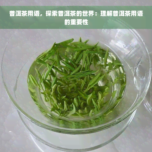 普洱茶用语，探索普洱茶的世界：理解普洱茶用语的重要性