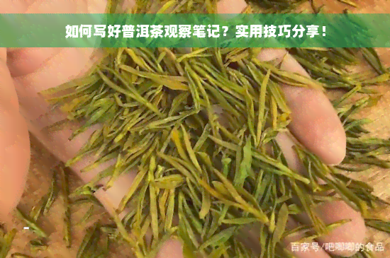 如何写好普洱茶观察笔记？实用技巧分享！