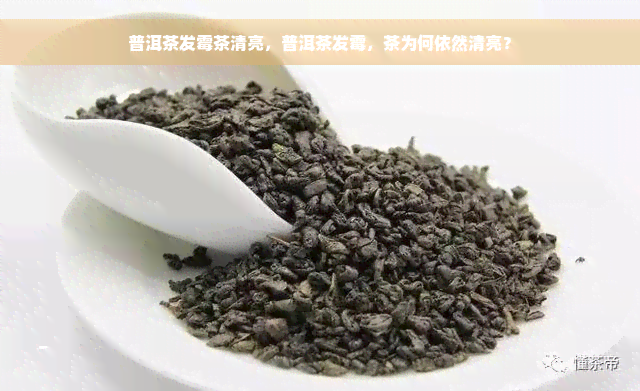 普洱茶发霉茶清亮，普洱茶发霉，茶为何依然清亮？