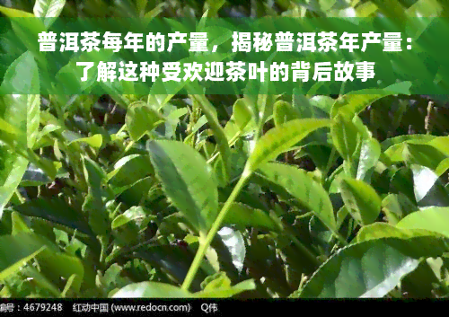 普洱茶每年的产量，揭秘普洱茶年产量：了解这种受欢迎茶叶的背后故事