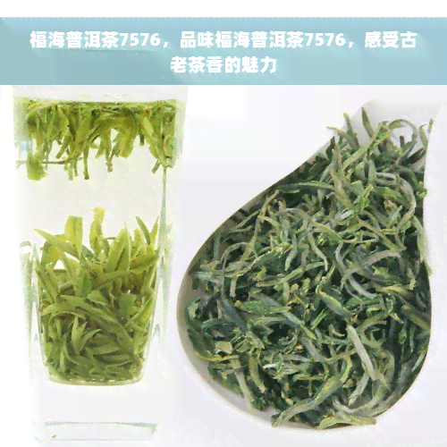 福海普洱茶7576，品味福海普洱茶7576，感受古老茶香的魅力