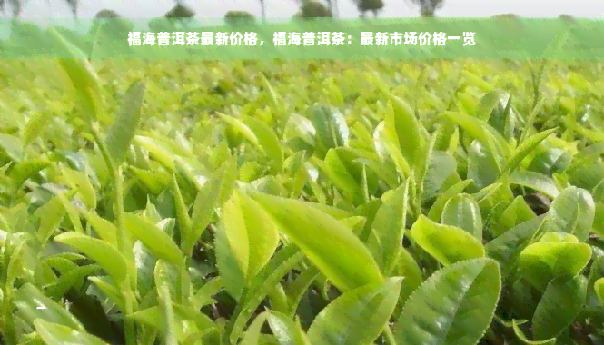 福海普洱茶最新价格，福海普洱茶：最新市场价格一览