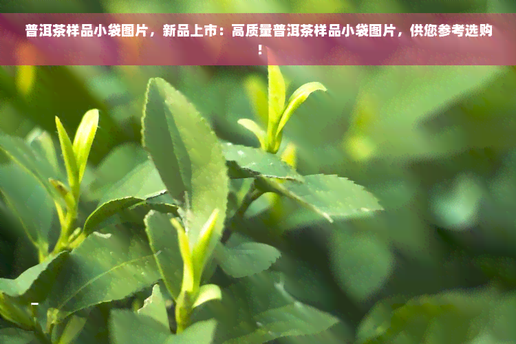 普洱茶样品小袋图片，新品上市：高质量普洱茶样品小袋图片，供您参考选购！