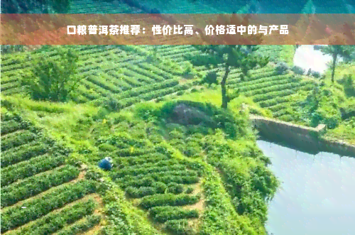 口粮普洱茶推荐：性价比高、价格适中的与产品