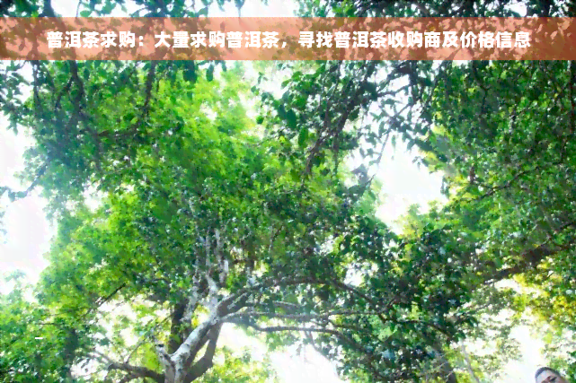 普洱茶求购：大量求购普洱茶，寻找普洱茶收购商及价格信息