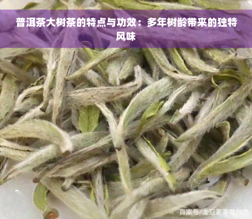 普洱茶大树茶的特点与功效：多年树龄带来的独特风味