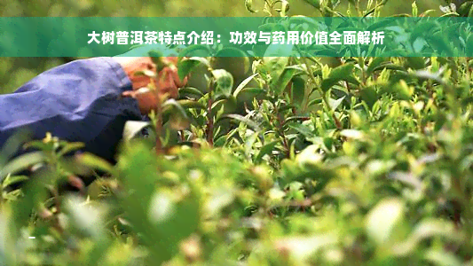 大树普洱茶特点介绍：功效与药用价值全面解析