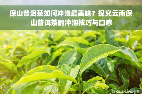 保山普洱茶如何冲泡最美味？探究云南保山普洱茶的冲泡技巧与口感