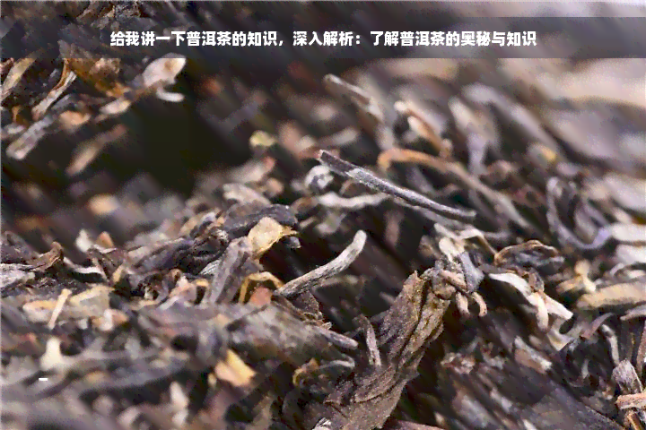 给我讲一下普洱茶的知识，深入解析：了解普洱茶的奥秘与知识