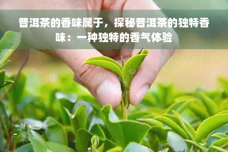 普洱茶的香味属于，探秘普洱茶的独特香味：一种独特的香气体验