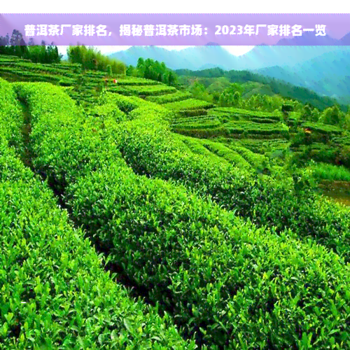 普洱茶厂家排名，揭秘普洱茶市场：2023年厂家排名一览