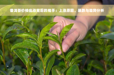 普洱茶价格疯涨背后的推手：上涨原因、暴跌与趋势分析