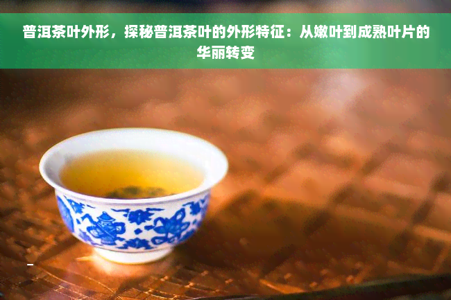 普洱茶叶外形，探秘普洱茶叶的外形特征：从嫩叶到成熟叶片的华丽转变