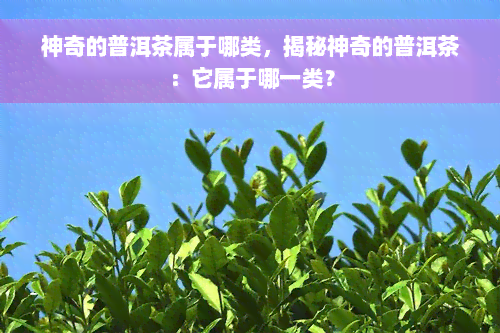 神奇的普洱茶属于哪类，揭秘神奇的普洱茶：它属于哪一类？