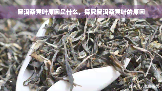 普洱茶黄叶原因是什么，探究普洱茶黄叶的原因