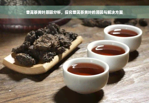 普洱茶黄叶原因分析，探究普洱茶黄叶的原因与解决方案