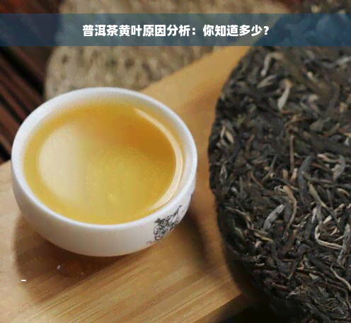 普洱茶黄叶原因分析：你知道多少？