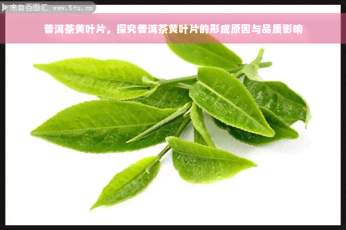 普洱茶黄叶片，探究普洱茶黄叶片的形成原因与品质影响