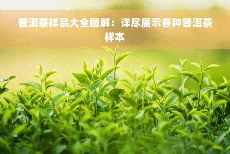 普洱茶样品大全图解：详尽展示各种普洱茶样本