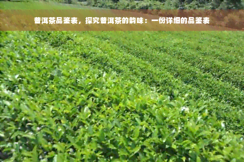 普洱茶品鉴表，探究普洱茶的韵味：一份详细的品鉴表