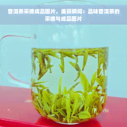 普洱茶采摘成品图片，美丽瞬间：品味普洱茶的采摘与成品图片