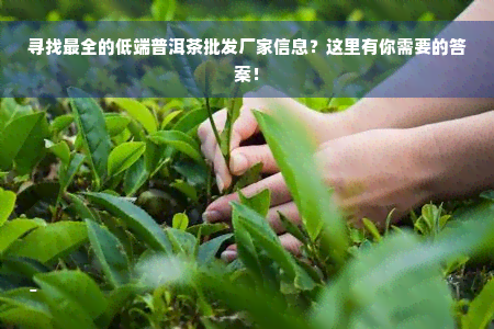 寻找最全的低端普洱茶批发厂家信息？这里有你需要的答案！