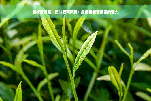 条状普洱茶，品味云南风情：探索条状普洱茶的魅力