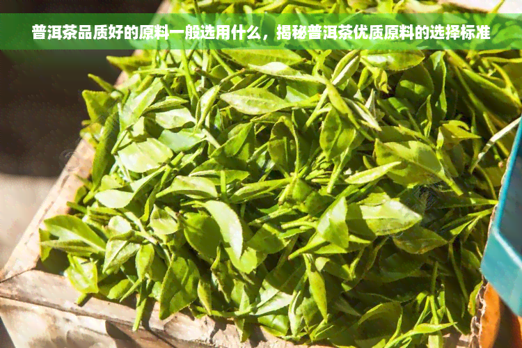 普洱茶品质好的原料一般选用什么，揭秘普洱茶优质原料的选择标准