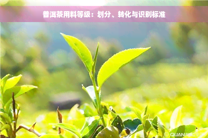 普洱茶用料等级：划分、转化与识别标准