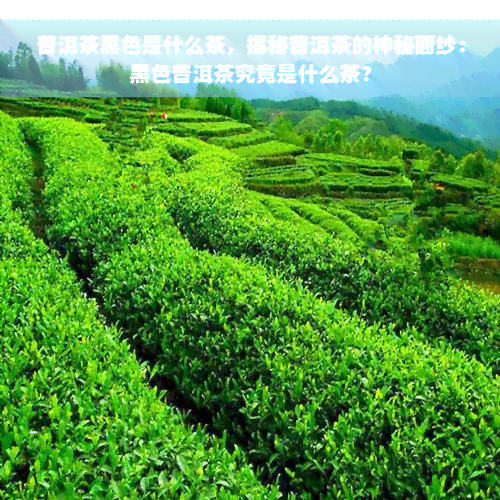 普洱茶黑色是什么茶，揭秘普洱茶的神秘面纱：黑色普洱茶究竟是什么茶？