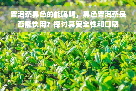 普洱茶黑色的能喝吗，黑色普洱茶是否能饮用？探讨其安全性和口感