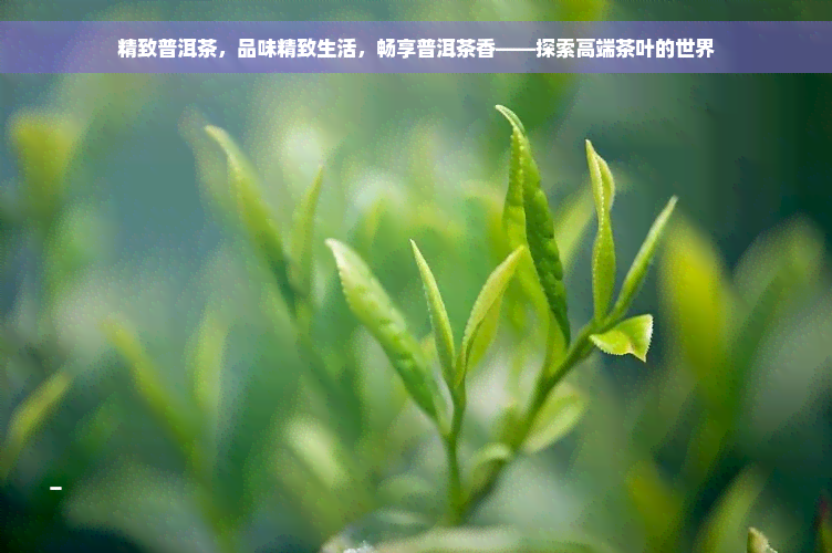 精致普洱茶，品味精致生活，畅享普洱茶香——探索高端茶叶的世界