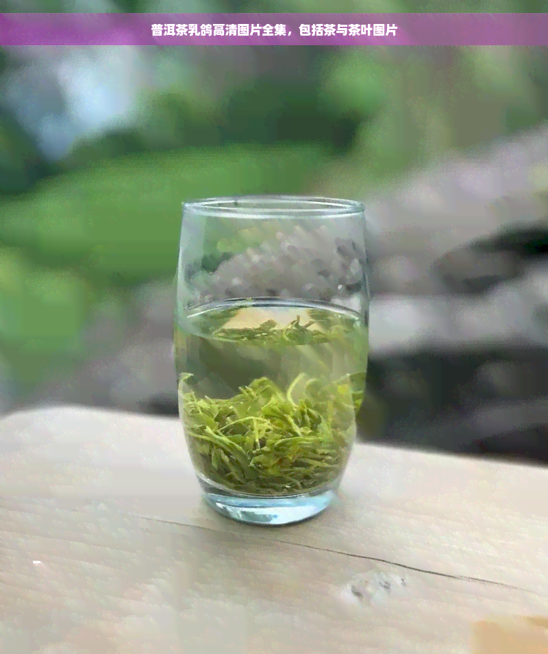 普洱茶乳鸽高清图片全集，包括茶与茶叶图片