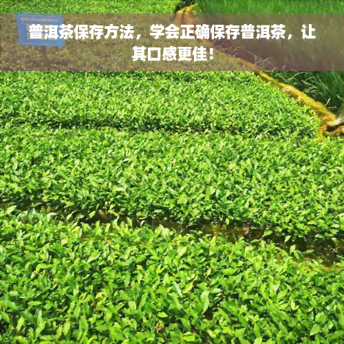 普洱茶保存方法，学会正确保存普洱茶，让其口感更佳！