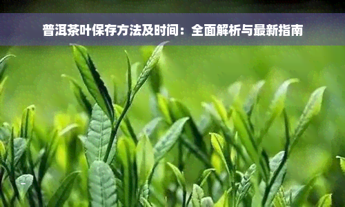 普洱茶叶保存方法及时间：全面解析与最新指南