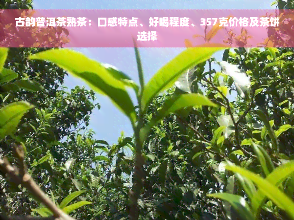 古韵普洱茶熟茶：口感特点、好喝程度、357克价格及茶饼选择