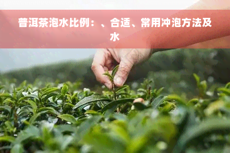 普洱茶泡水比例：、合适、常用冲泡方法及水