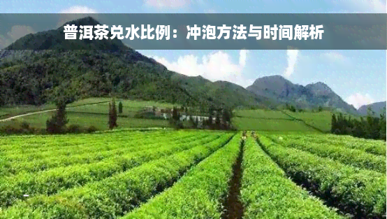 普洱茶兑水比例：冲泡方法与时间解析