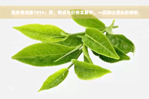 凤庆普洱茶7813：历、特点与价格全解析，一探茶山源头的秘密