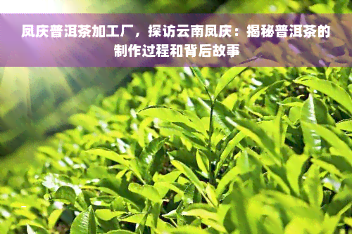 凤庆普洱茶加工厂，探访云南凤庆：揭秘普洱茶的制作过程和背后故事