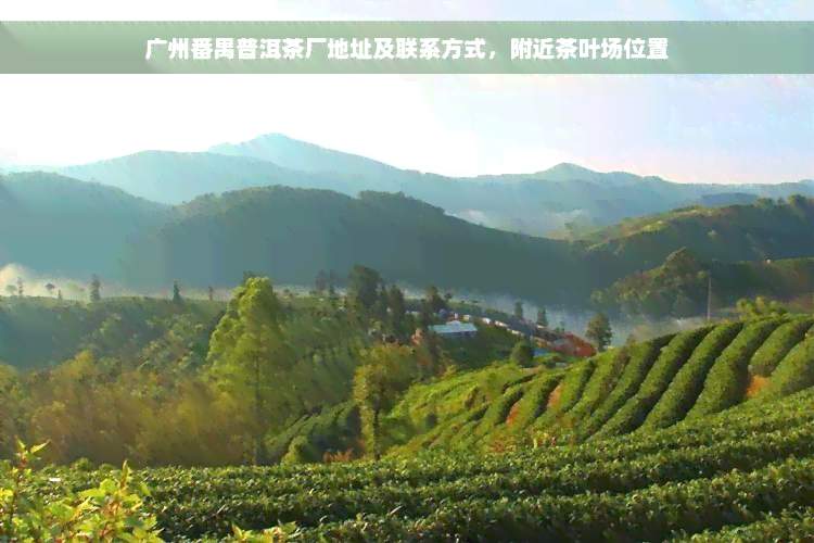 广州番禺普洱茶厂地址及联系方式，附近茶叶场位置