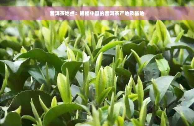 普洱茶地点：揭秘中国的普洱茶产地及基地