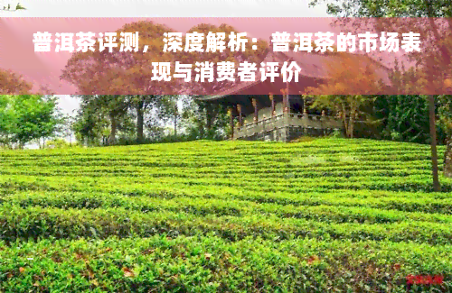 普洱茶评测，深度解析：普洱茶的市场表现与消费者评价