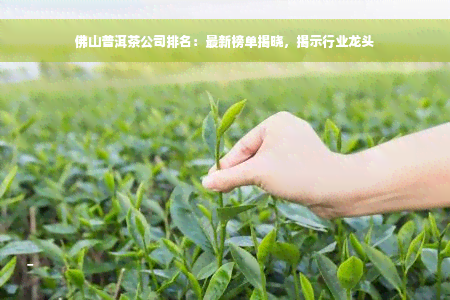 佛山普洱茶公司排名：最新榜单揭晓，揭示行业龙头