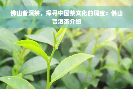 佛山普洱茶，探寻中国茶文化的瑰宝：佛山普洱茶介绍