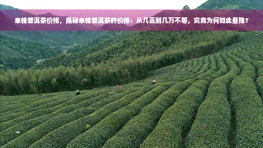 单株普洱茶价格，揭秘单株普洱茶的价格：从几百到几万不等，究竟为何如此悬殊？