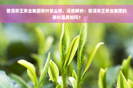 普洱茶王茶业集团茶叶怎么样，深度解析：普洱茶王茶业集团的茶叶品质如何？