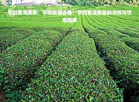 孕妇普洱熟茶，孕期保健必备：孕妇普洱熟茶的功效与饮用指南