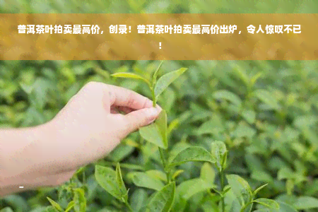 普洱茶叶拍卖更高价，创录！普洱茶叶拍卖更高价出炉，令人惊叹不已！